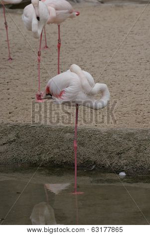 Greater Flamingo - Phoenicopterus Antiquorum