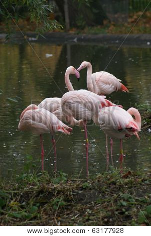 Greater Flamingo - Phoenicopterus Antiquorum