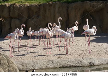 Greater Flamingo - Phoenicopterus Antiquorum