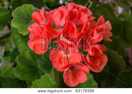 Pelargonium (geranium) bloom