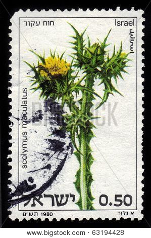 Scolymus Maculatus, Spotted Golden Thistle