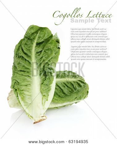 Cogollos lettuce (lettuce heats)