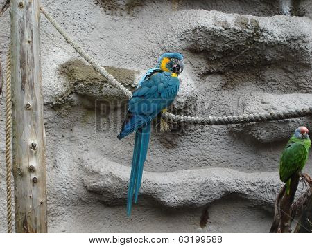 Blue-throated Macaw - Ara Glaucogularis