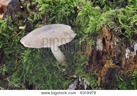 Willow skjold svamp - Pluteus salicinus