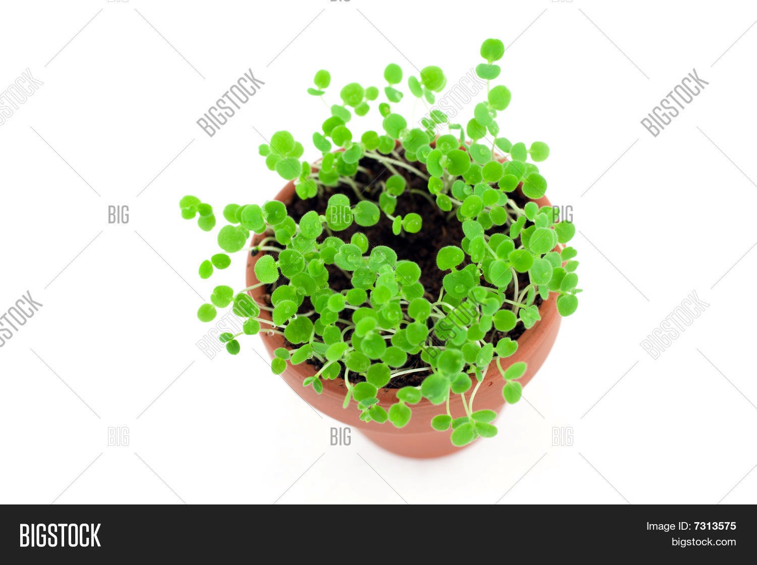 Green Sprouts Water Image & Photo (Free Trial) Bigstock