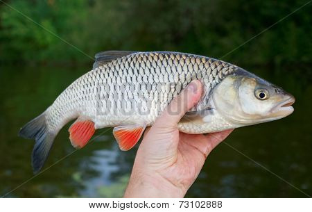 Big chub in fisherman's hand against river and shore