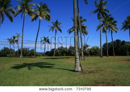 Palmer i Hawaii