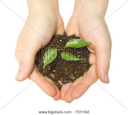 Plante