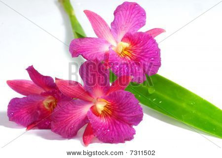 Orchidée