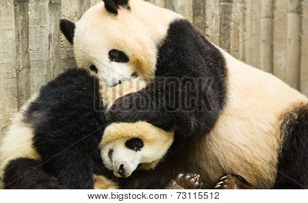 Pandas