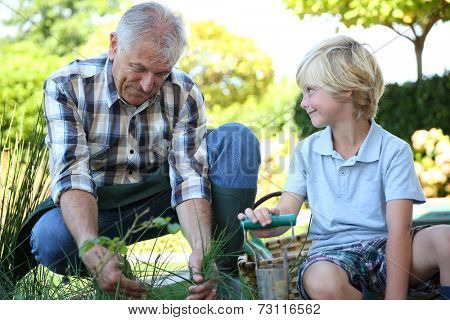 Grandpa with grandson gardening together in summer time