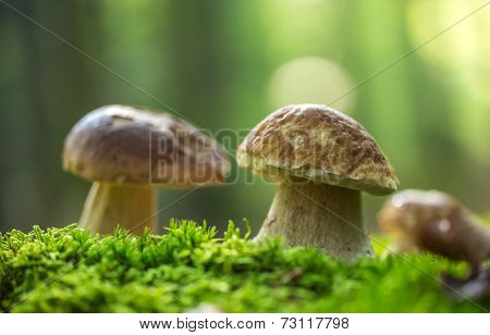 Boletus edulis in the forest during autumn day