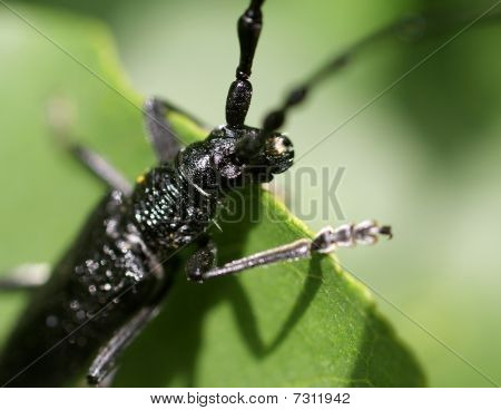 nero bug (cerambyx cerdo) su una lettera