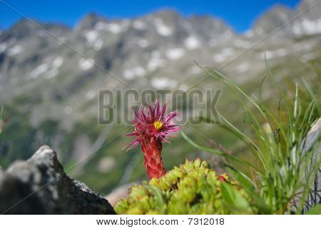 piante alpine
