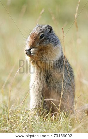 Columbia Ground Squirrel - Banff National Park, Canada