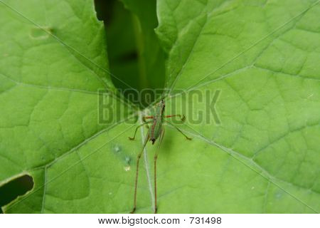 Zielony Bug na zielony liść