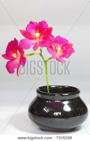orchidée