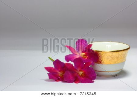 Orchidée