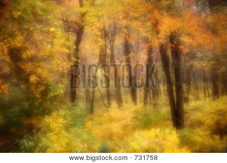 Árboles de otoño