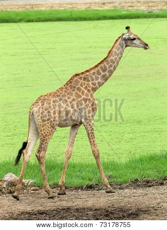 giraffes 