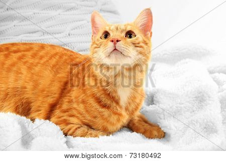 Red cat on blanket on fabric background