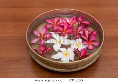 Frangipani