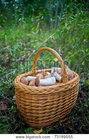 Wicker basket with raw mushrums