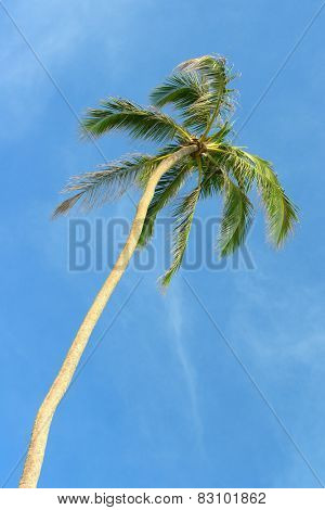high palm on background of blue sky