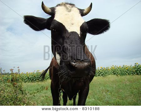 ko