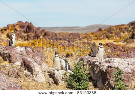 Magellanic Penguin (Spheniscus magellanicus) in Patagonia