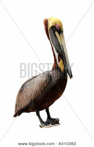 Isolé le pélican brun, pelecanus occidentalis