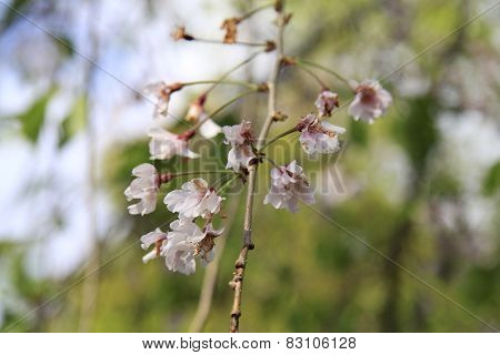 Sakura