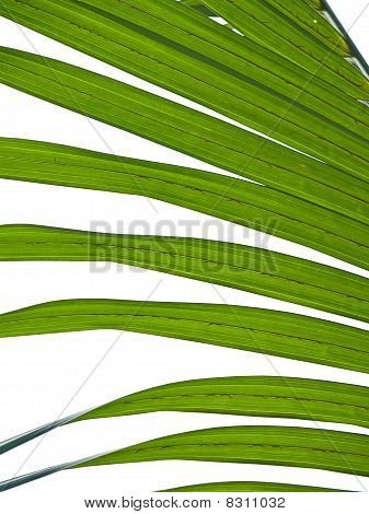 Nipa Palm Laub