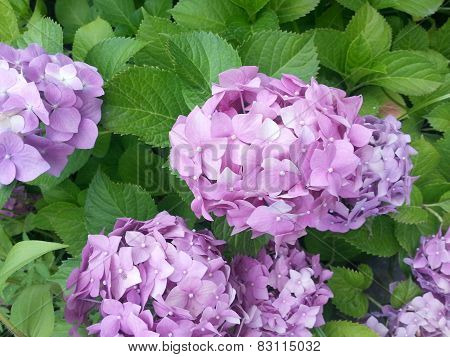 Hydrangea flower