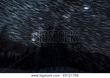 Star Trails Above Alpine Forest.