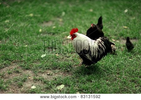 Cock on the green grass