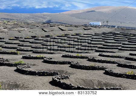 Vineyards At La Geria Valley, Lanzarote Island, Canary Islands, Spain