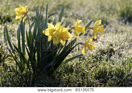 Daffodils With Morning Dew