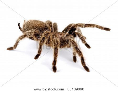 Chilean Rose Hair Tarantula
