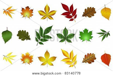 Set Of Colorful Leaves