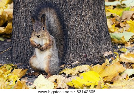 Squirrel