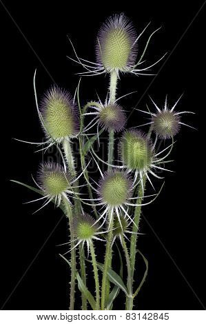 Prickly Flower For Halloween On Black