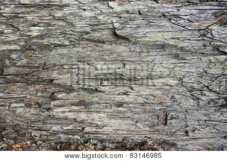Rotten Pine Texture