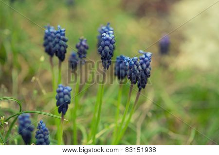 Muscari neglectum