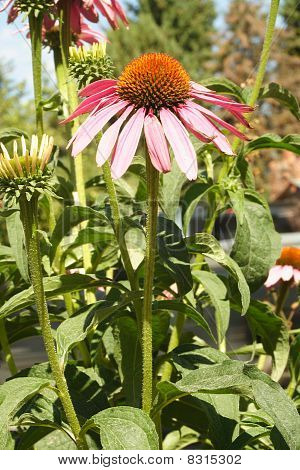 Lilla kegle blomst