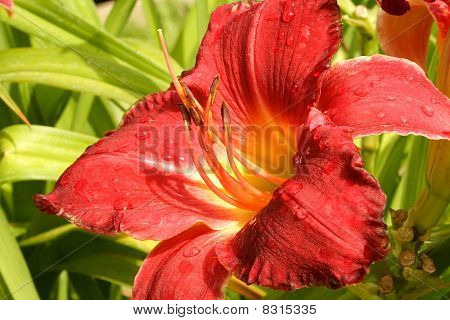 Rød Lilly