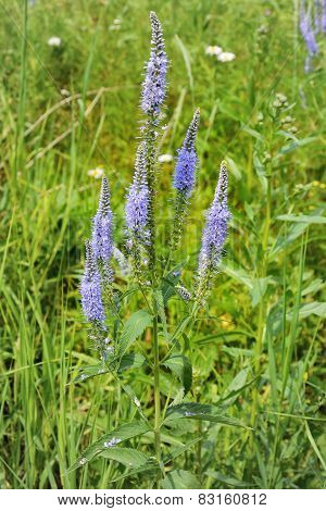 Veronica Longifolia