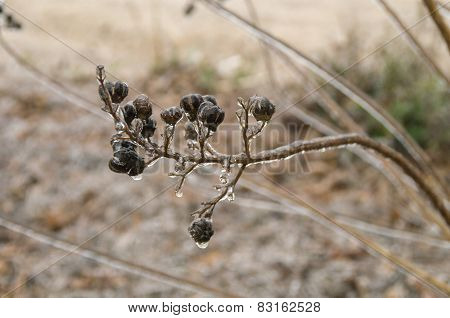 Iced Crepe Myrtle