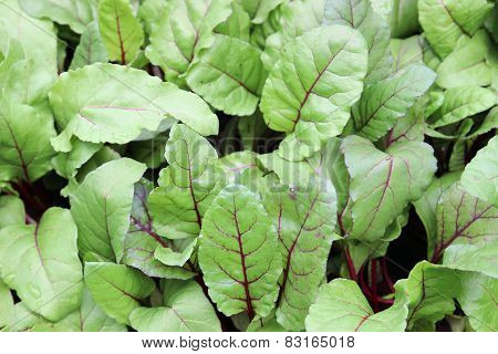 Swiss Chard Silverbeet Vegetable
