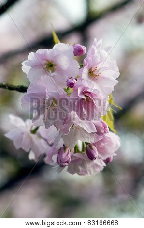 Blooming tree